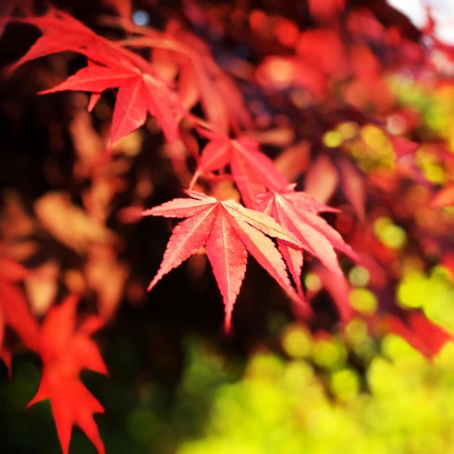 Ohara Sensui Surrounded By Beautiful Nature Villa Kioto Exterior foto